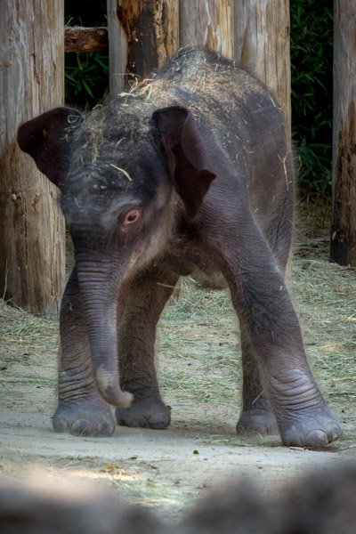 Babies Born at the Fort Worth Zoo