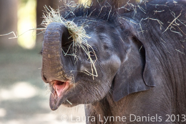Bowie - Baby Asian Elephant at the Fort Worth Zoo